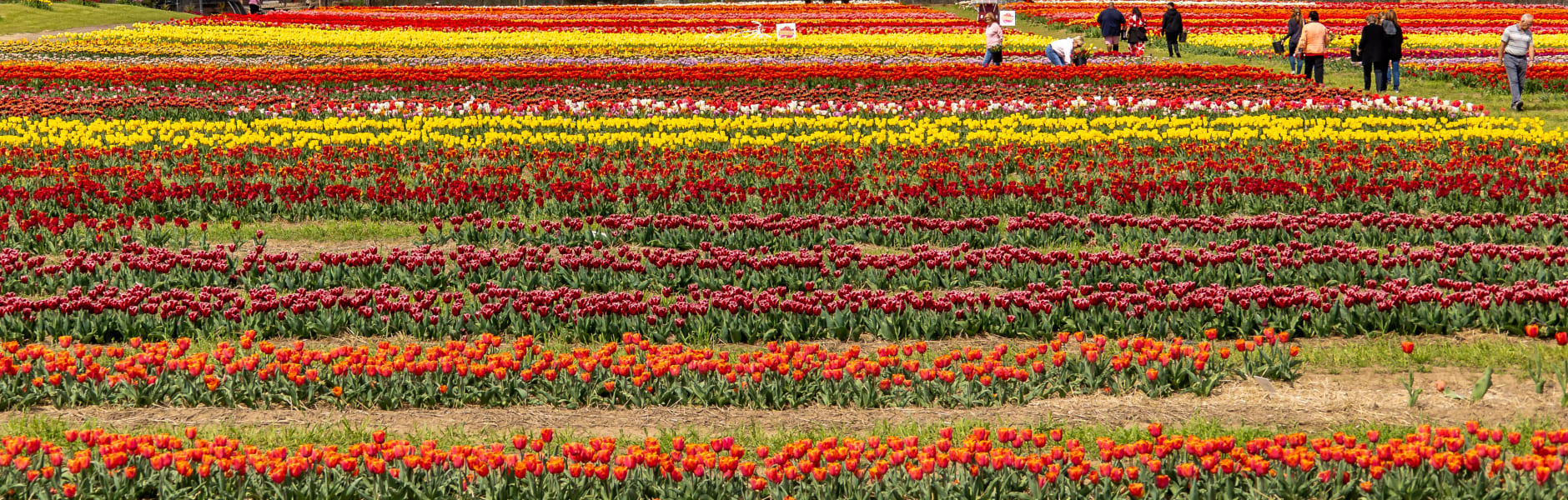 Tulip fields at Roadside Flower Market.